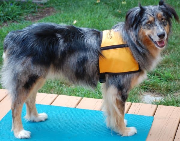 Full length picture of therapy dog wearing therapy collar