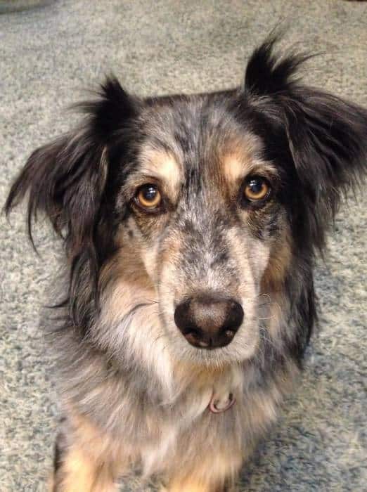 therapy dog Gus looks up at camera