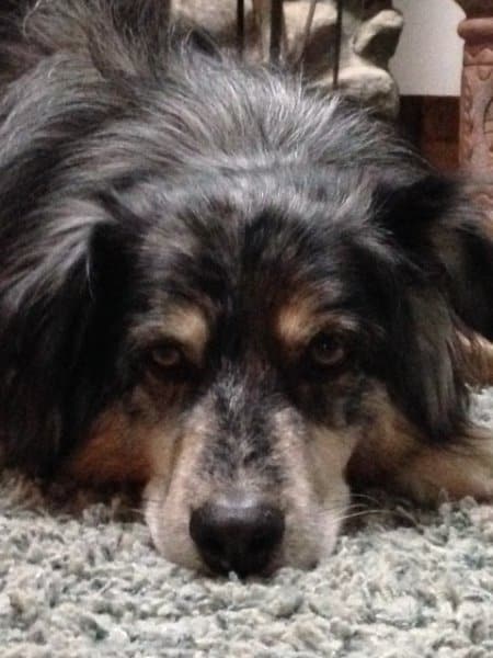 Gus the therapy dog puts his head down on the rug