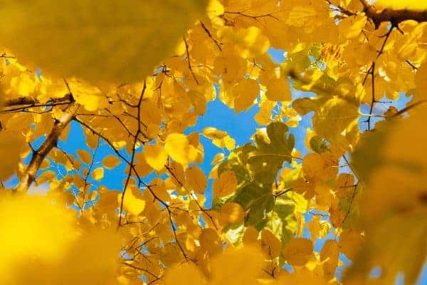 Blue sky glimpsed looking upwards through bright yellow leaves
