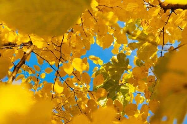 Blue sky glimpsed looking upwards through bright yellow leaves
