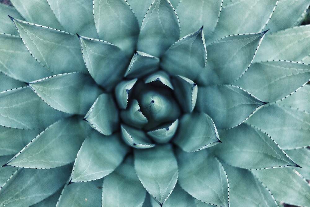 close-up of aloe plant