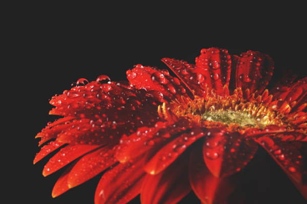 close-up of bright red gerbera daisy with dew, against black background