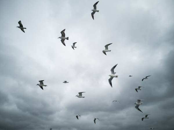 seagulls viewed flying against cloudy sky