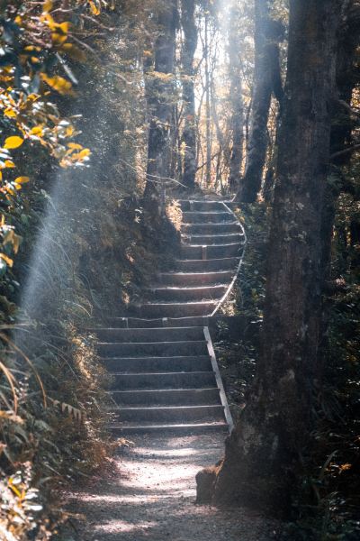 stone staircase rises through sunlit forest