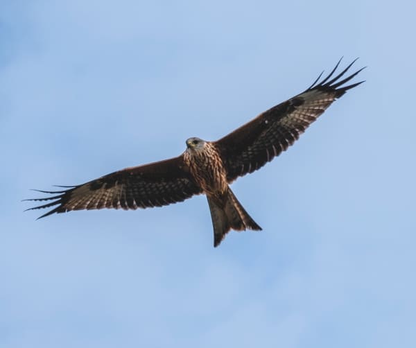 photo of a hawk with wings outspread against a blue sky