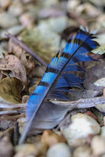 vivid blue and black striped bluejay feather on the ground