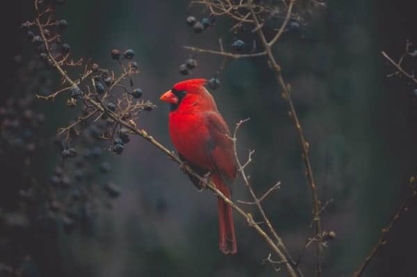 bright red cardinal on a branch with black berries