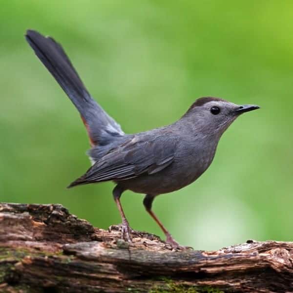 close up photo of a grey catbird against green background