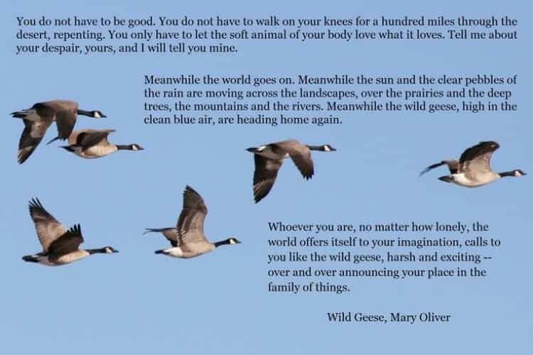 Poem "Wild Geese" by Mary Oliver set against sky blue background with flying geese