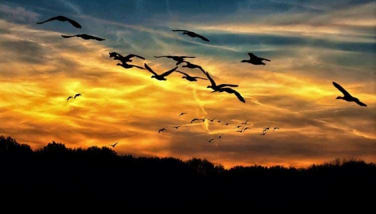 silhouette of a flock of geese flying against a sunset