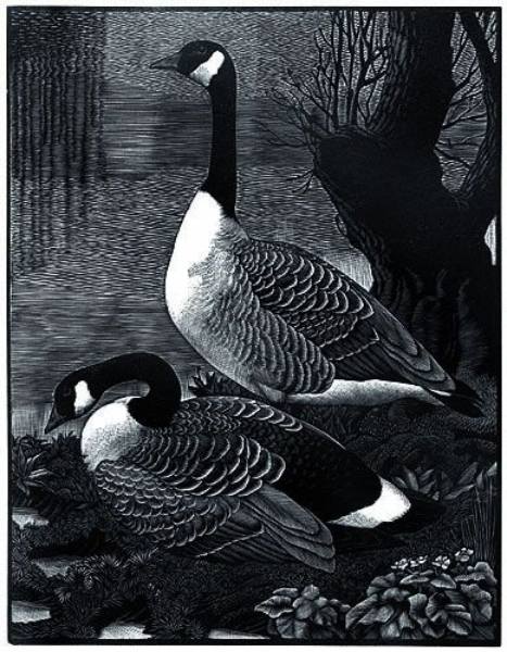 black and white woodcut print of two geese near water with a pollarded tree 