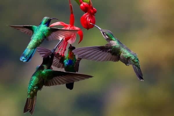 four iridescent blue and green hummingbirds feeding on nectar from fuschia flowers