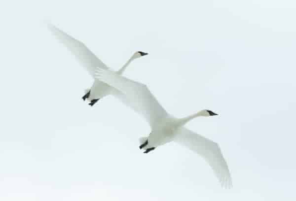 a pair of swans flying in close formation against a pale sky