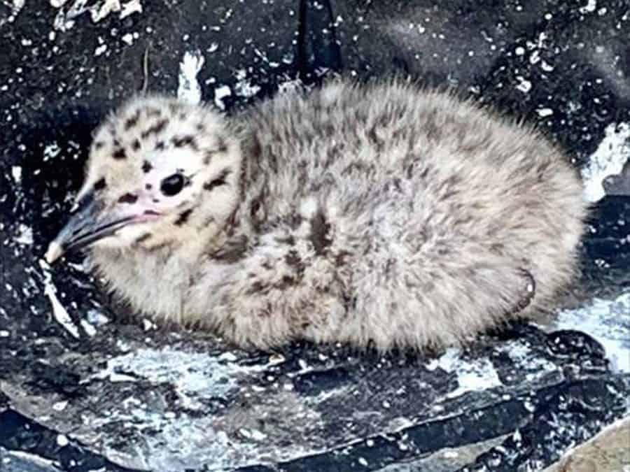 Baby Seagull at Connecticut Hospice