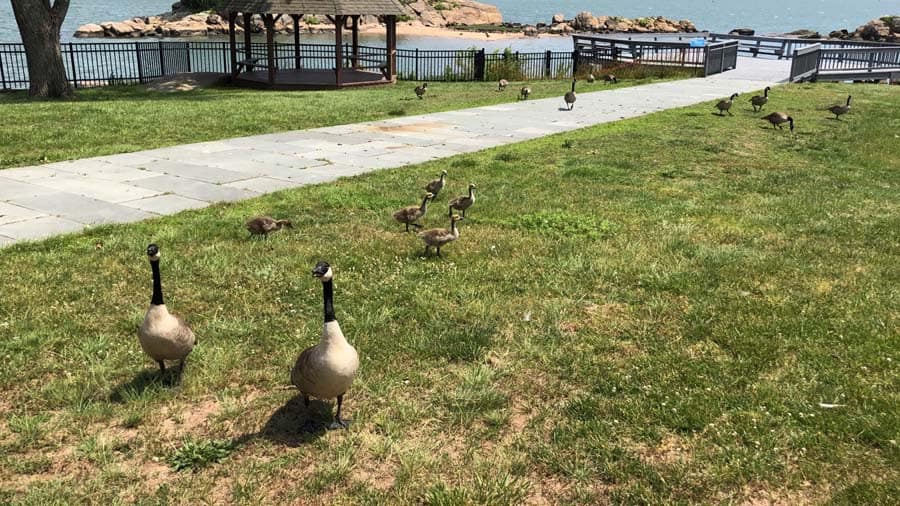 Family of Geese on the Grounds at Connecticut Hospice