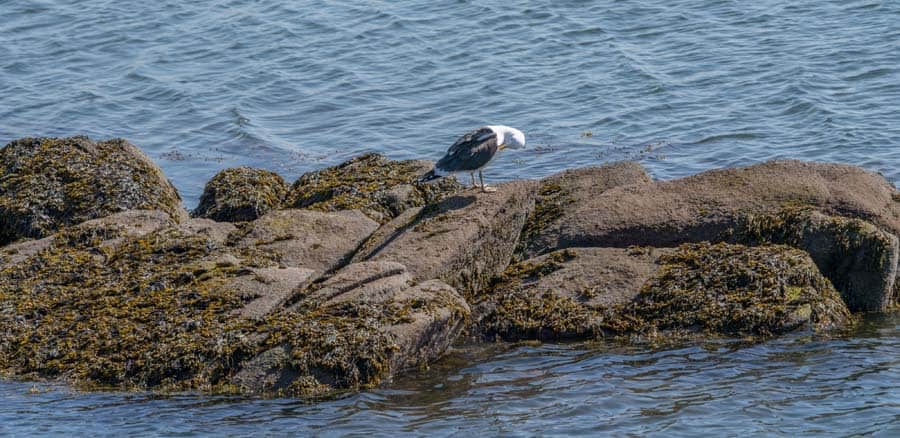 Gull on waterside rocks at Connecticut Hospice