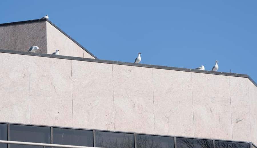 Gulls on the roof of Connecticut Hospice