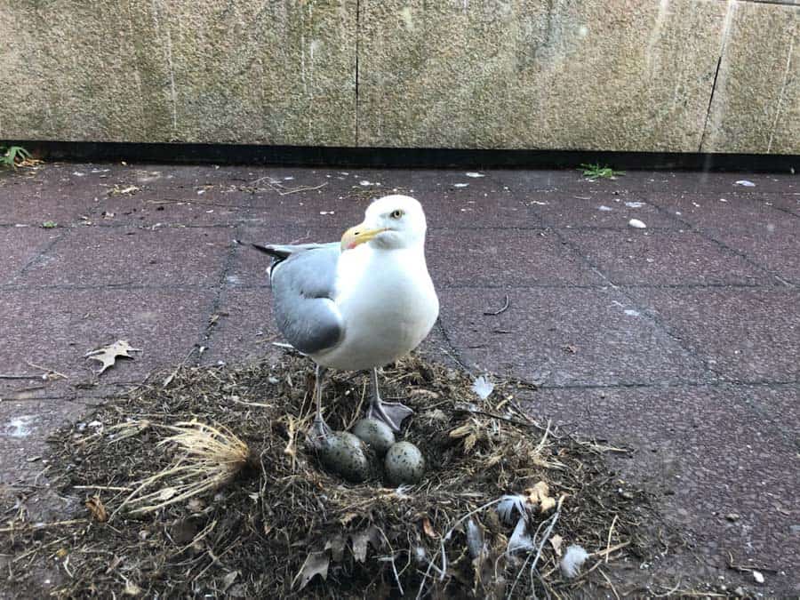 Mother seagull at her nest with eggs at Connecticut Hospice
