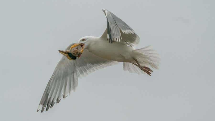 Seagul in flight with shell in beak