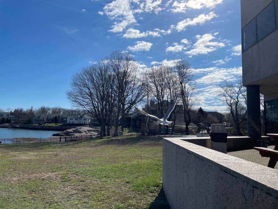 seagull taking off from Connecticut Hospice ledge