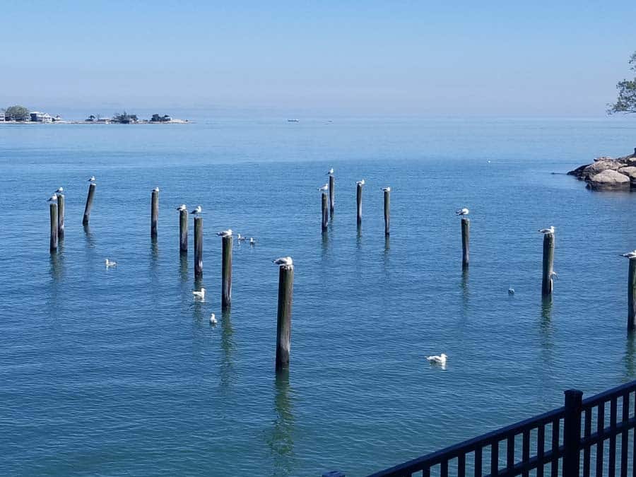 seagulls perch on nautical pilings