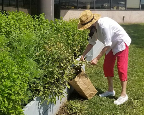 volunteer Nancy Mooney gardening at Connecticut Hospice