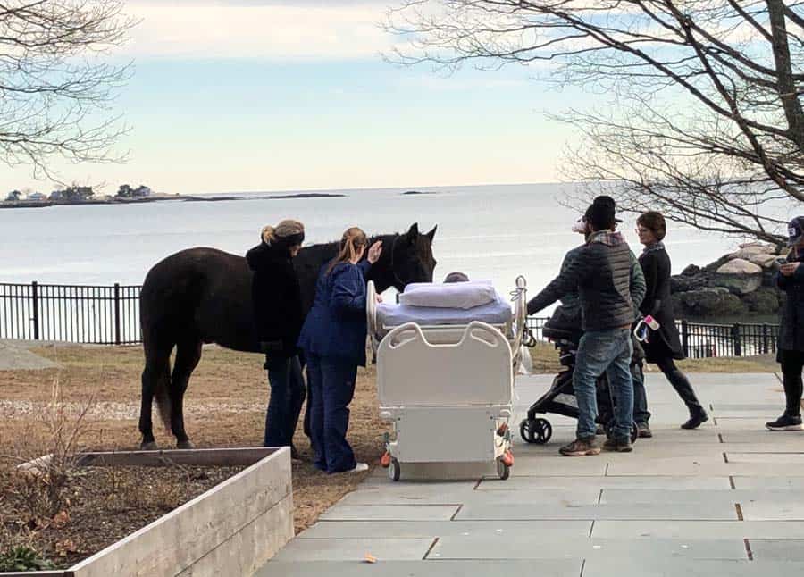 Horse standing at hospital bed outside overlooking water at Connecticut Hospice