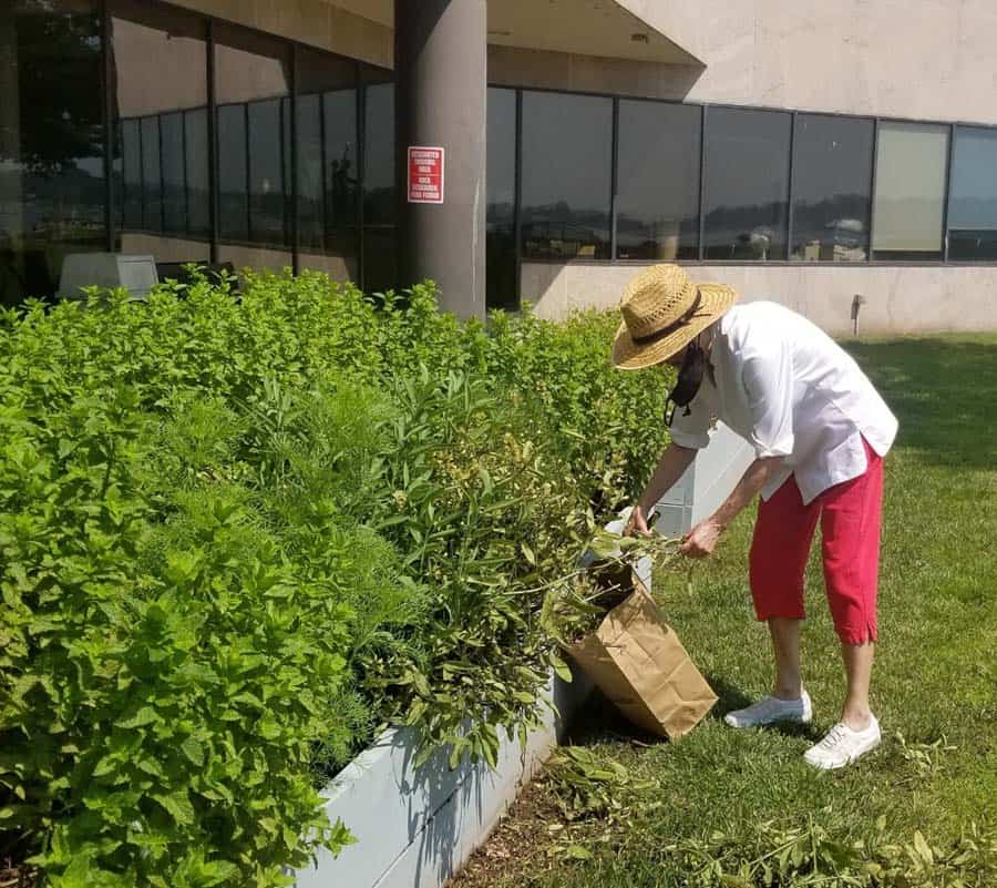Volunteer Female gardener