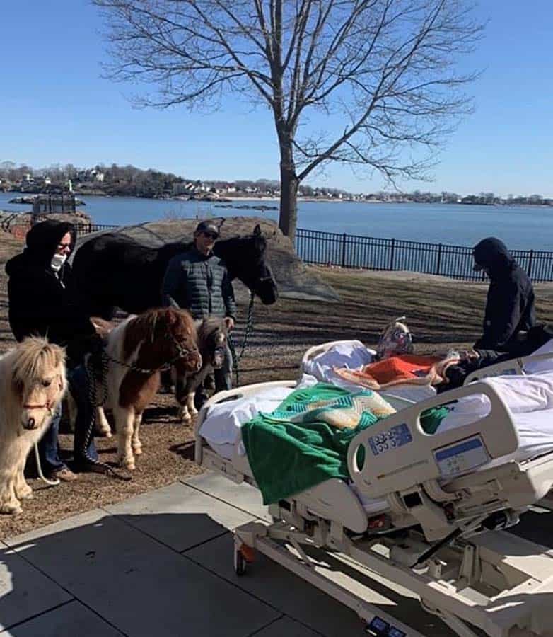 Patient in hospital bed outside Connecticut Hospice visiting miniature horses