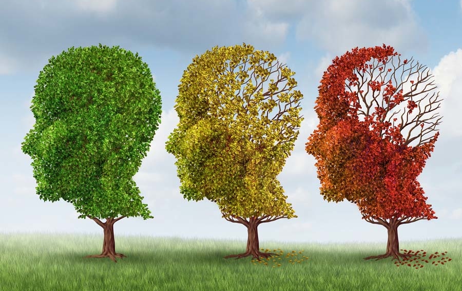 Brain aging and memory loss due to Dementia and Alzheimer's disease with the medical icon of a group of color changing autumn fall trees in the shape of a human head losing leaves as a loss of thoughts and intelligence function.