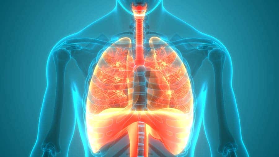 transparent body highlighting the Respiratory system