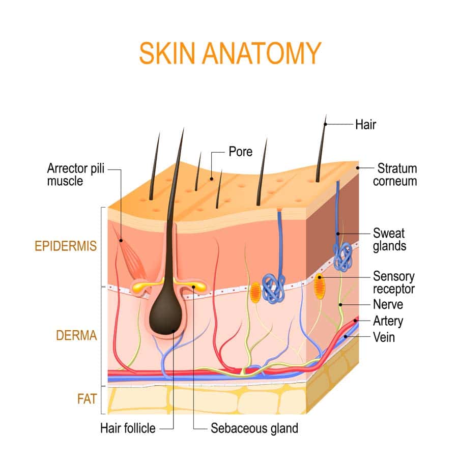 Graphic of Skin anatomy. Layers: epidermis