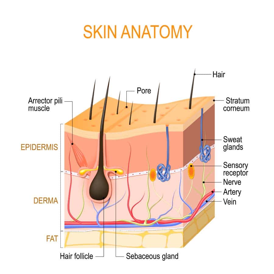 Graphic of Skin anatomy. Layers: epidermis 