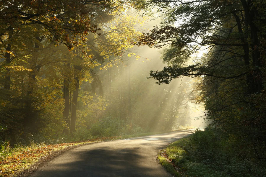 Country road in misty autumnal forest